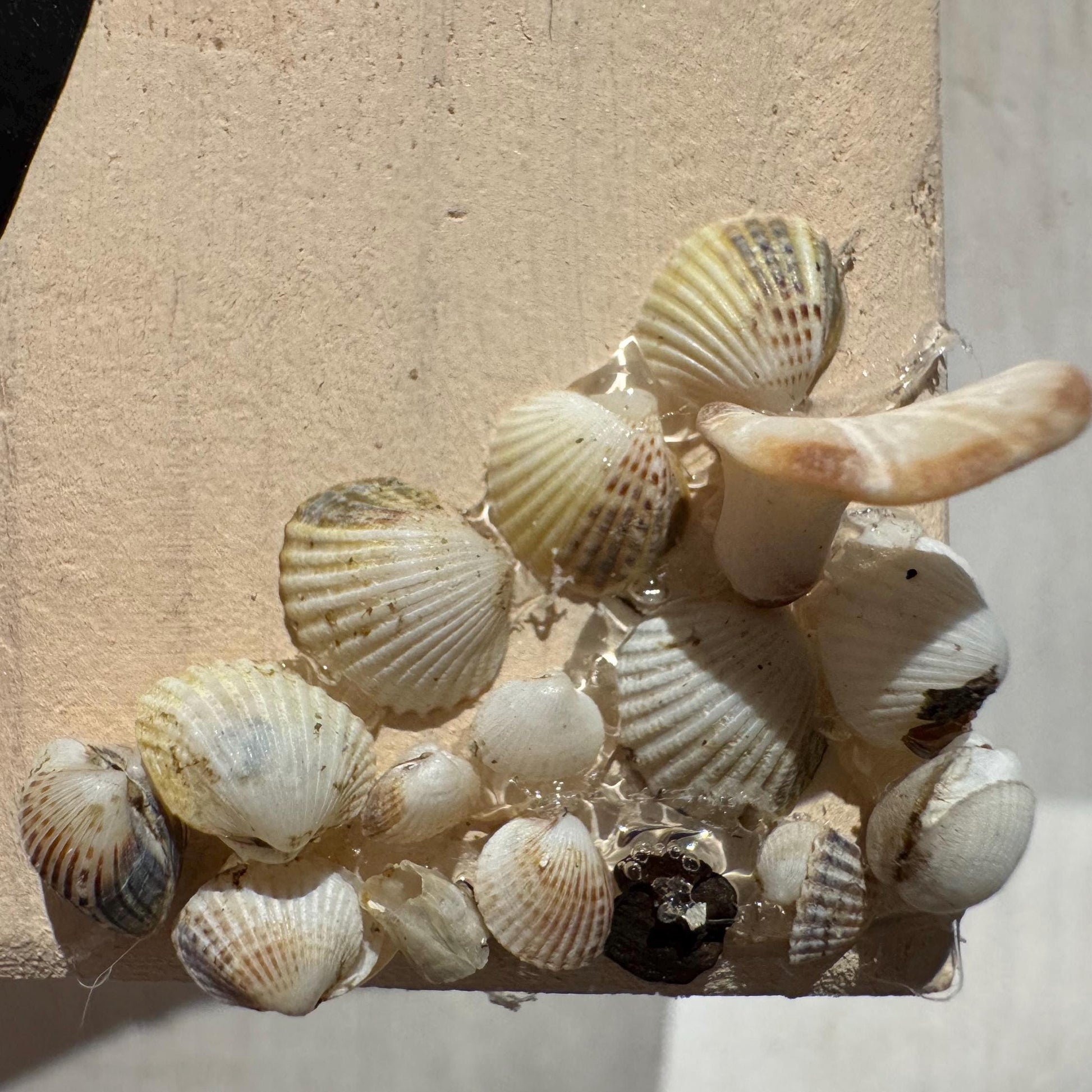 Echte Muscheln als Dekoration auf handgemachtem Holzhaus aus Naturmaterialien