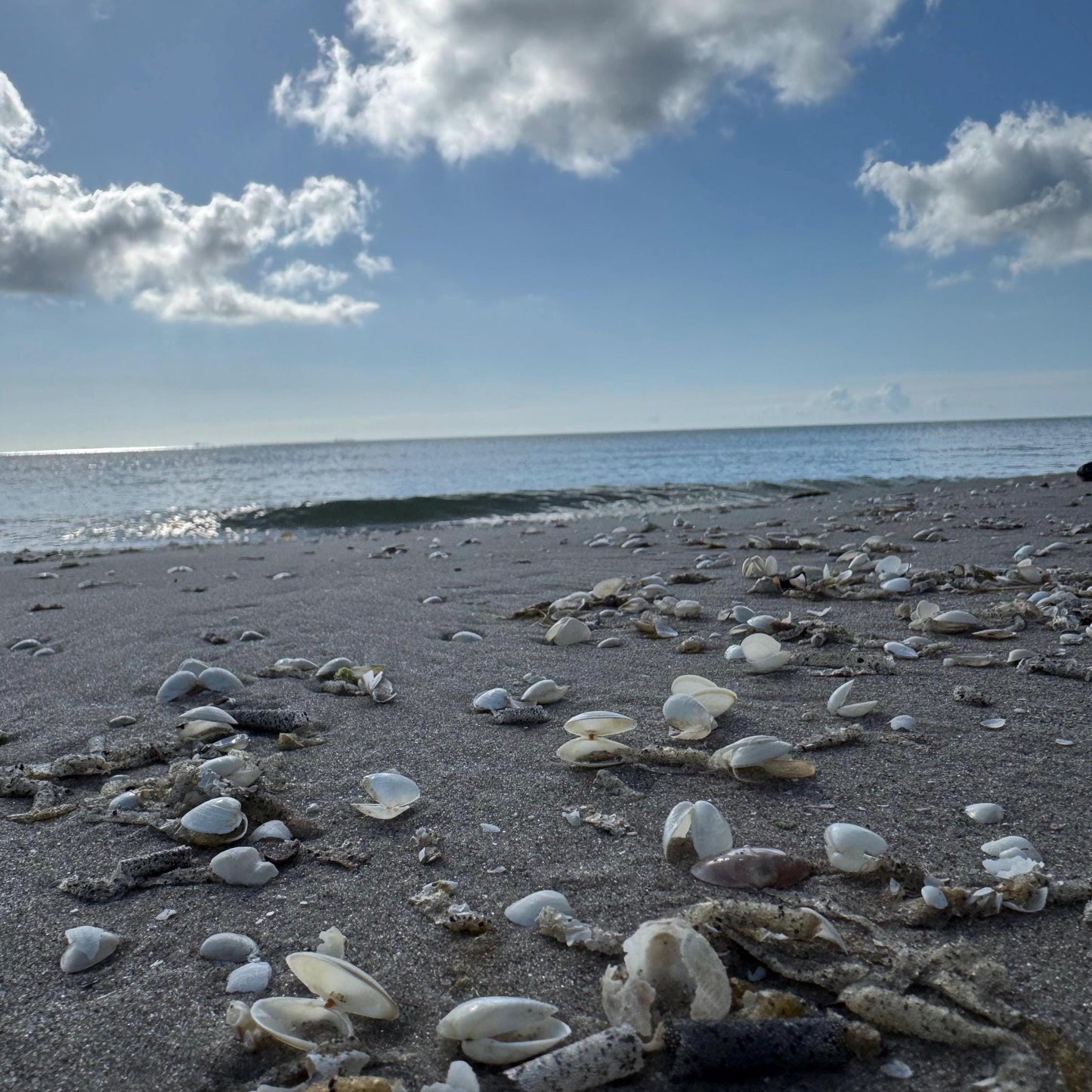 Eine Strandszene mit sandigem Vordergrund und Ozean im Hintergrund. Mehrere Muscheln sind auf dem Sand verstreut