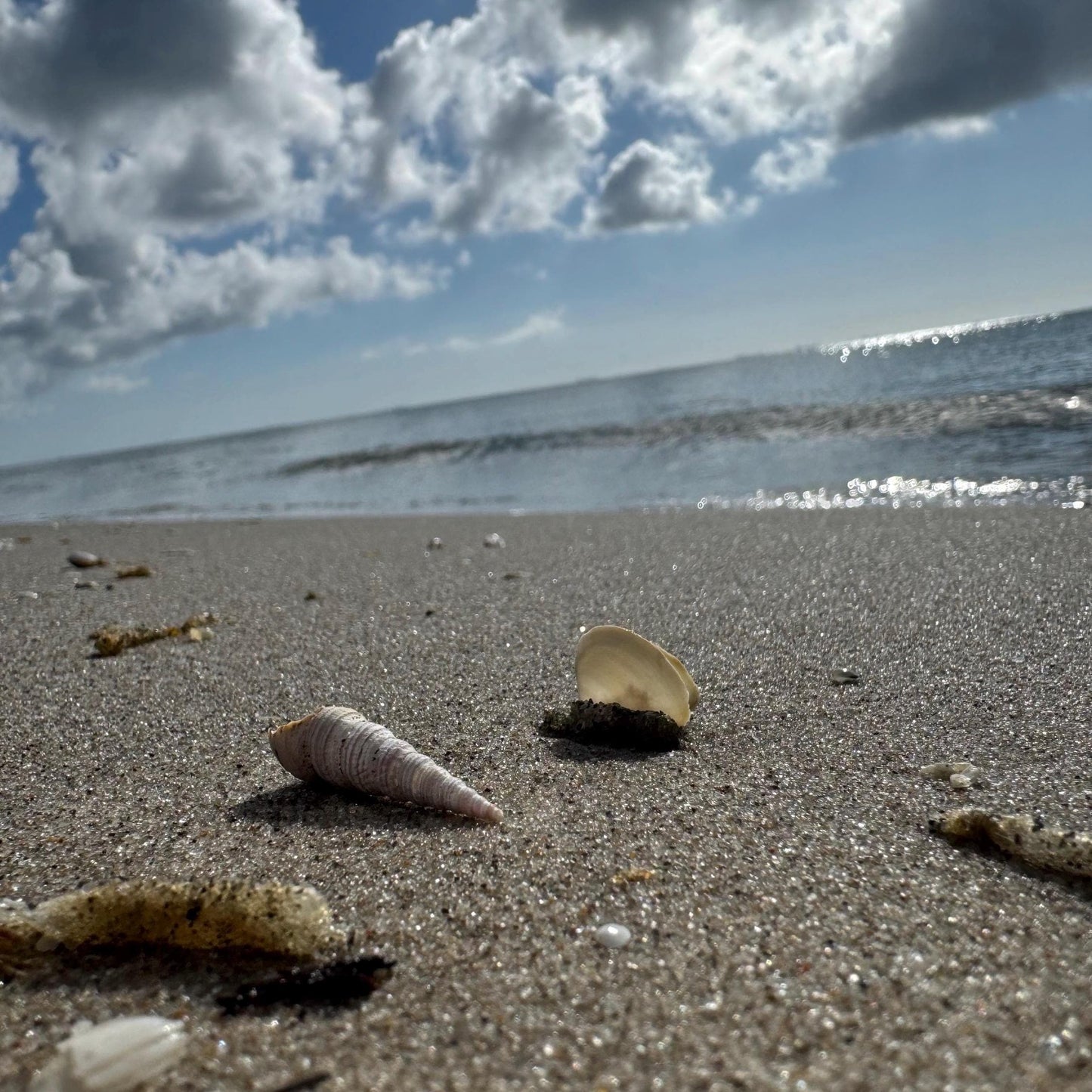 Strand von Dänemark mit Muschel und Treibholzzauber79