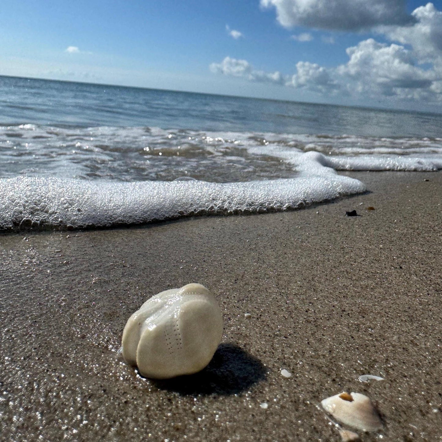 Nahaufnahme einer weißen Seeigel-Schale an einem Sandstrand. Die Wellen des Ozeans erreichen sanft das Ufer