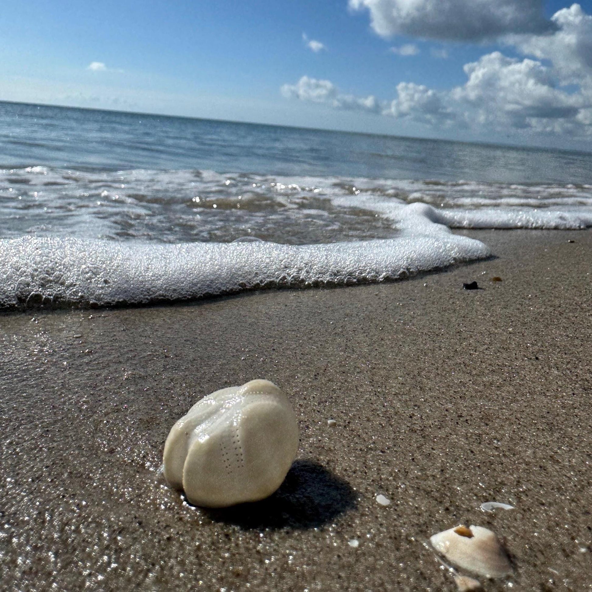 Nahaufnahme einer weißen Seeigel-Schale an einem Sandstrand. Die Wellen des Ozeans erreichen sanft das Ufer