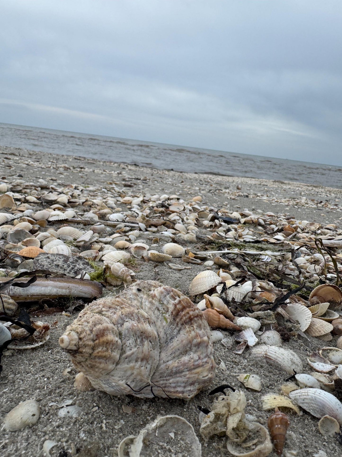 Maritime Treibholz Deko mit kleiner Steinfigur und Muscheln, liebevoll arrangiert auf Treibholz vor einer gemütlichen Couch.