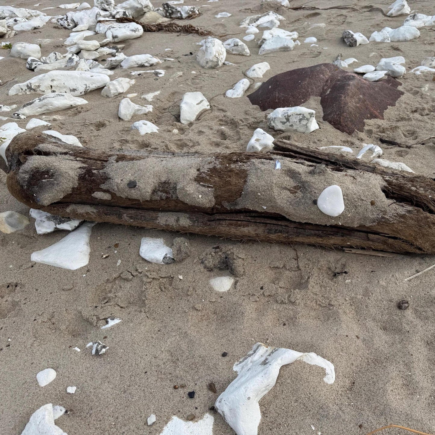 Ein verwittertes Stück Treibholz am Strand von Treibholzzauber79