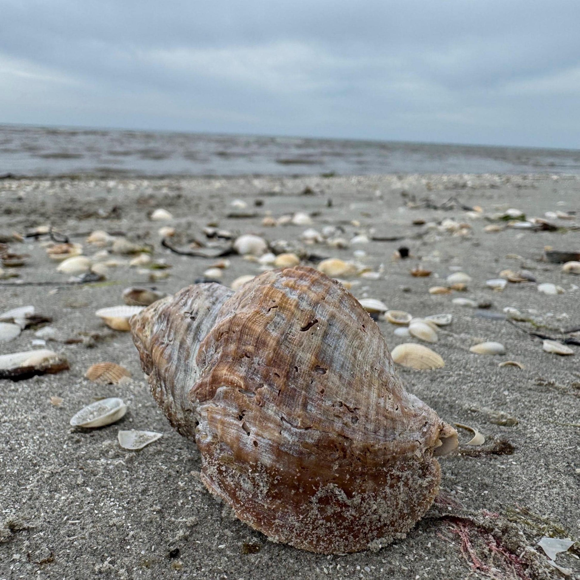 Eine große, strukturierte Muschel in Braun- und Beigetönen liegt an einem Sandstrand mit Treibholzzauber79